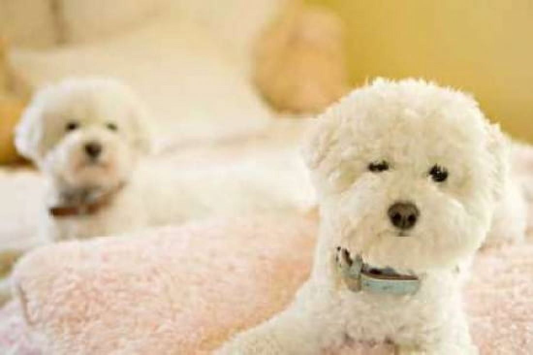 Bichons Canvas Art - Karyn Millet (24 x 36)