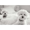 thumbnail image 1 of Bichons Poster Print by Karyn Millet (24 x 36), 1 of 1