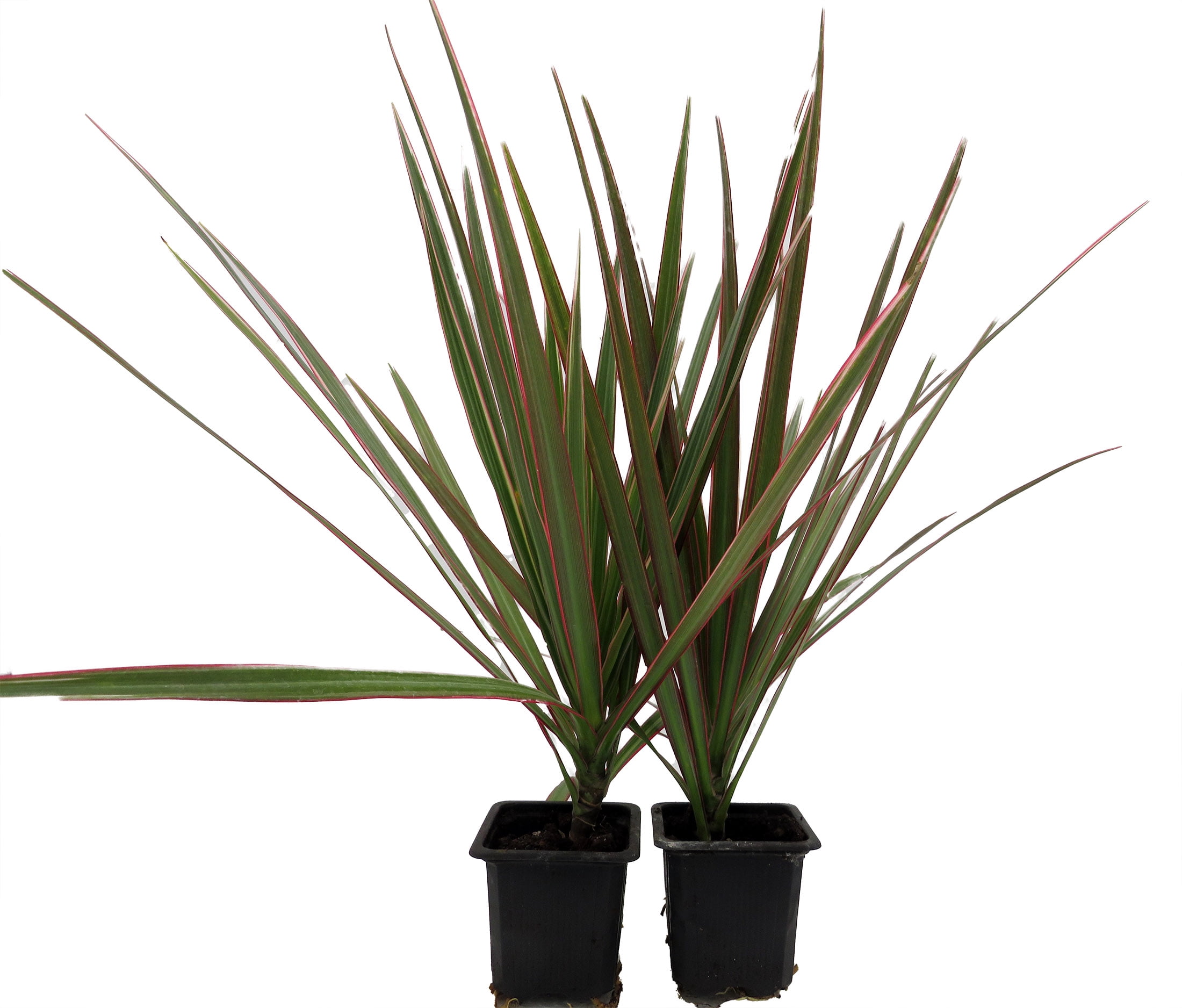 Bicolor Dragon Tree - Dracaena marginata - 2 Plants in 3