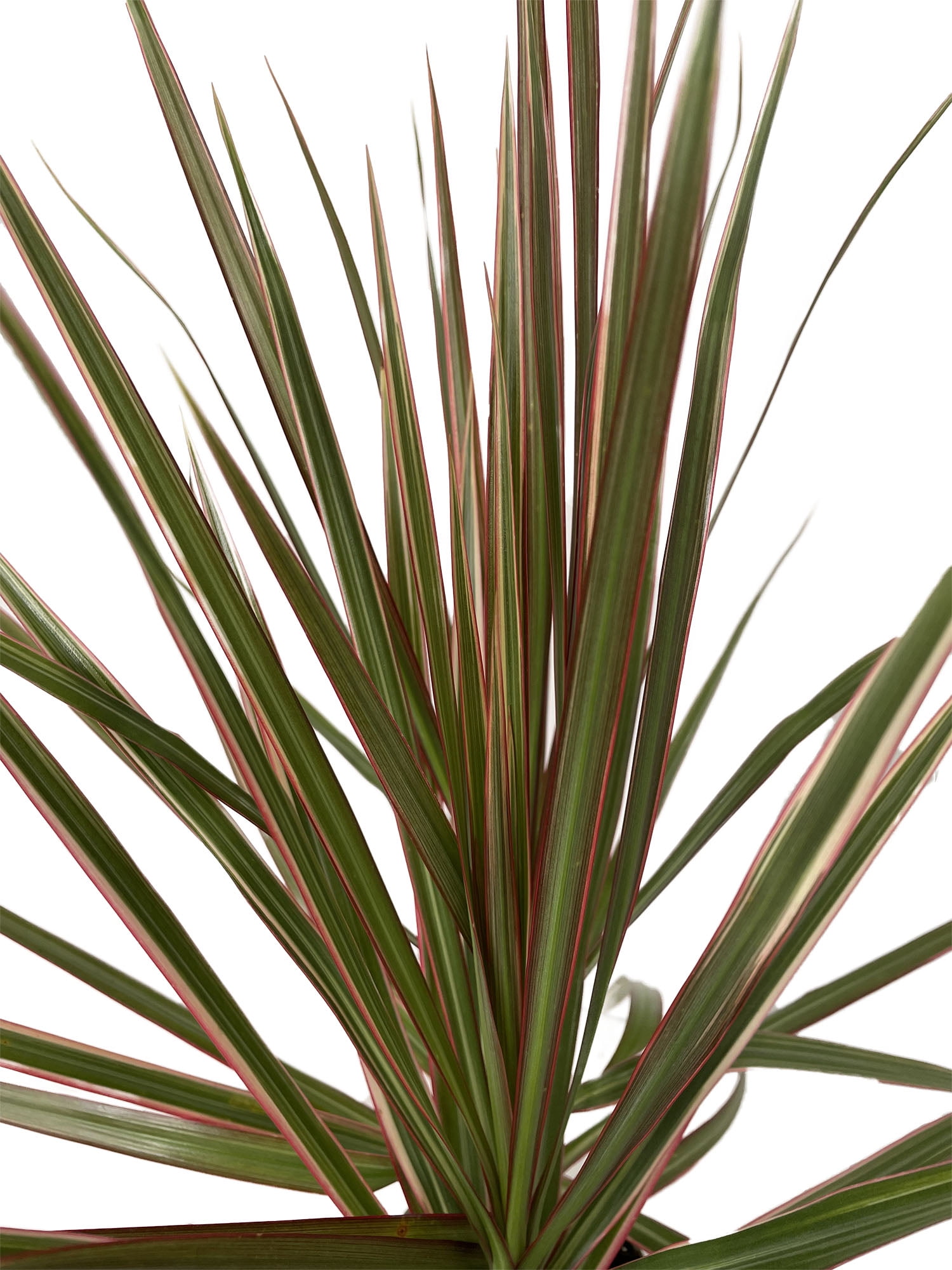 Bicolor Dragon Tree - Green and Red Dracaena Marginata - 4" Pot