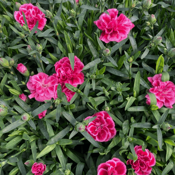 Bicolor Pink Purple Dianthus Plant Sweet William Carnation Flowers Plant 4-6"Tall in 4"Pot