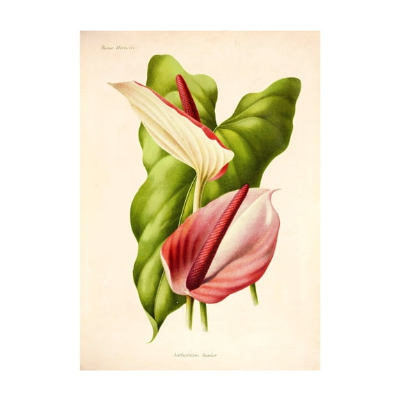 Bicolour Anthurium Vintage Lithograph (1832-1922) - Giclee Fine Art Print -Dining Room Decor, Bedroom Art, Wall Decor Living Room, Art Deco, Frameless 8x10inch