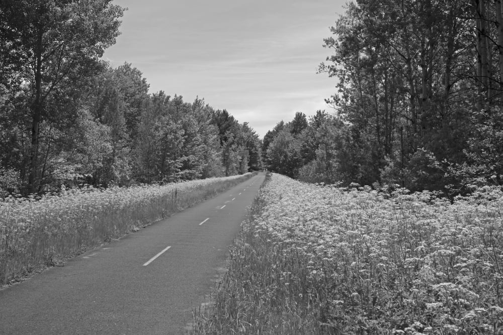 Bicycle path with wildflowers growing Waterloo Quebec Canada Canvas Art - David Chapman Design Pics (19 x 12)