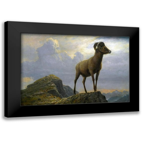 Bierstadt, Albert 18x14 Black Modern Framed Museum Art Print Titled - Study of a Bighorn Ram