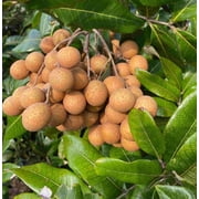 Biew Kiew Longan Air Layered. 2-4 Feet Tall. Ship To ALL STATES