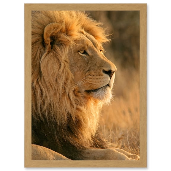 Big African Lion Sitting Sun Bathing Nature A4 Artwork Framed Wall Art Print