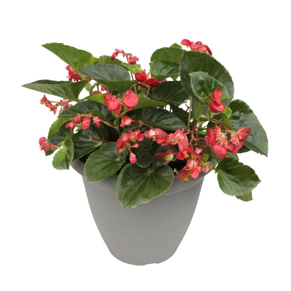 Big Begonia 2.5G Red Begonia Live Plant Shade