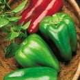 thumbnail image 1 of Big Bertha Pepper Plant - Non GMO - Two (2) Live Plants - Not Seeds - Each 4"- 7" Tall - In 3.5 inch Pots, 1 of 6