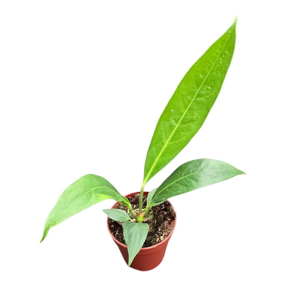 Big Bill Anthurium - 1 Live Starter Plant - Anthurium Pendulifolium x Cubense - Striking Indoor Outdoor Plant