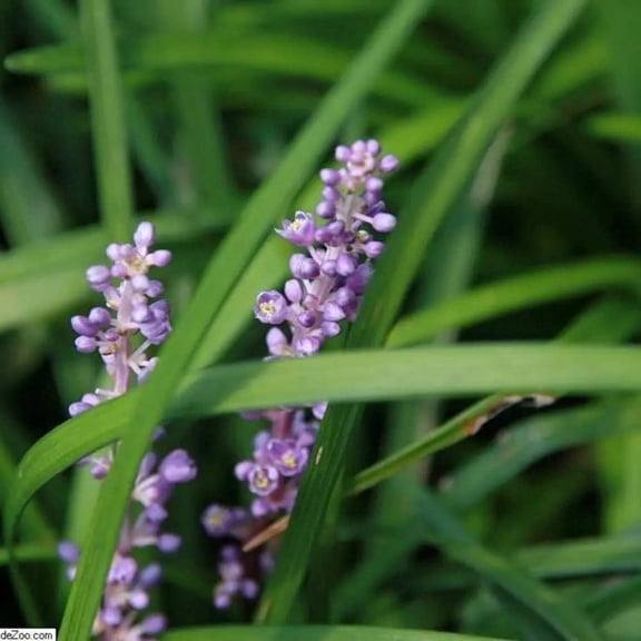Big Blue Lily Turf - Liriope muscari 'Big Blue'