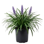 Expert Gardener Big Blue Liriope (2.5 Quart) Perennial Grass Groundcover Live Plant - Monkey Grass