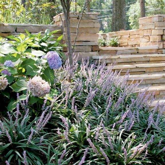 Expert Gardener Big Blue Liriope (2.5 Quart) Perennial Grass Groundcover Live Plant - Monkey Grass