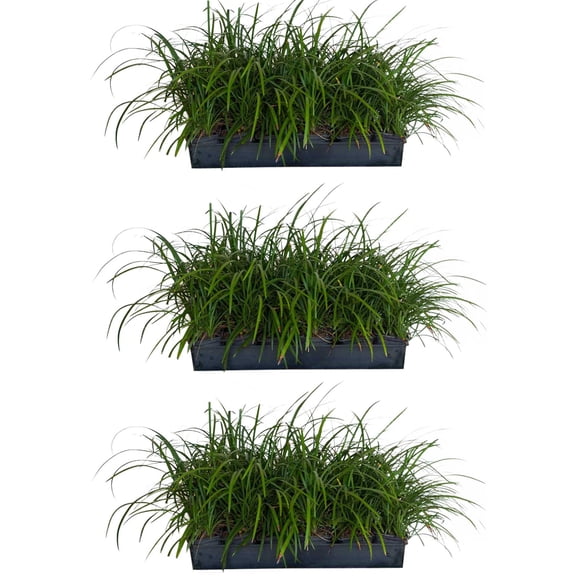 Expert Gardener Big Blue Liriope 'Lily Turf' - 54 Pack (3.25 In. Pots) Lavender Blooming Perennial Grass - Full Sun Live Outdoor Groundcover Plant