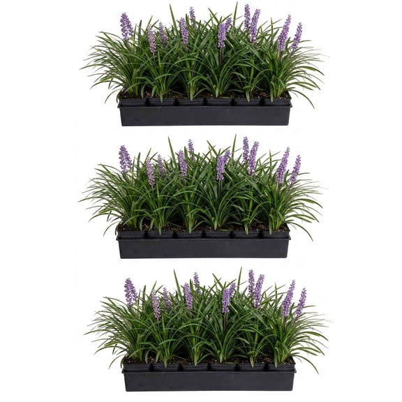 Expert Gardener Big Blue Liriope 'Lily Turf' - 54 Pack (3.25 In. Pots) Lavender Blooming Perennial Grass - Full Sun Live Outdoor Groundcover Plant