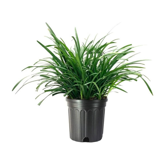 Big Blue Liriope Muscari 1 Plant Gallon Size Low Maintenance Drought Tolerant Evergreen Live Grass Lilyturf