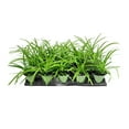 thumbnail image 1 of Big Blue Liriope Muscari - 12 Live 4 Inch Pots - Drought Tolerant Low Maintenance Evergreen Plants Grass Lilyturf, 1 of 9