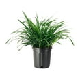 thumbnail image 1 of Big Blue Liriope Muscari 3 Plants Gallon Size Low Maintenance Drought Tolerant Evergreen Live Grass Lilyturf, 1 of 6