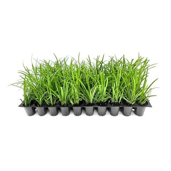 Big Blue Lilyturf  30 Live Plants  Liriope muscari Big Blue  Flowering Ground Cover for Landscaping  Low-Maintenance Ornamental Grass