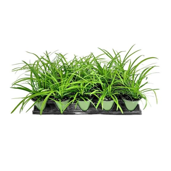 Big Blue Liriope Plants | 5 Live 4 Inch Pots | Liriope Muscari 'Big Blue' | Hardy Evergreen Ground Cover | Shade and Full Sun Tolerant Ornamental Lilyturf Grass