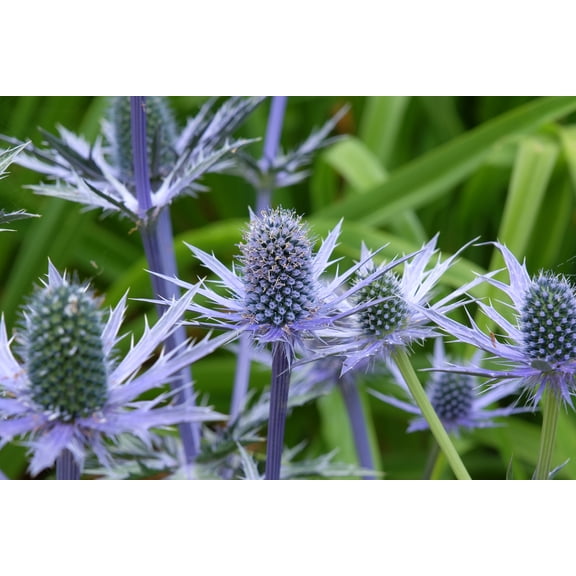 Big Blue Sea Holly - Perennial - Eryngium - 2.5" Pot - Live Plant