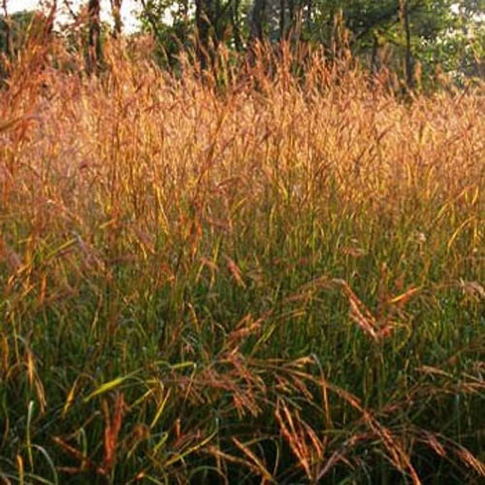 Outsidepride 5 lb. Perennial Andropogon Big Bluestem Warm Season Native Prairie Grass Seed