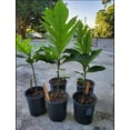 Big Breadfruit live tree 23 ft