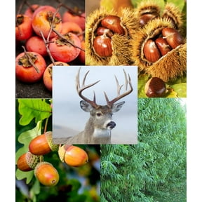 Big Buck Hunter Deer Attractant Tree Package - 5 Chestnut Seedlings, 5 Persimmons Seedlings, 5 White Oak Seedlings, 20 Hybrid Willow Cuttings - 35 Total Trees to Grow and Attract Whitetail Deer