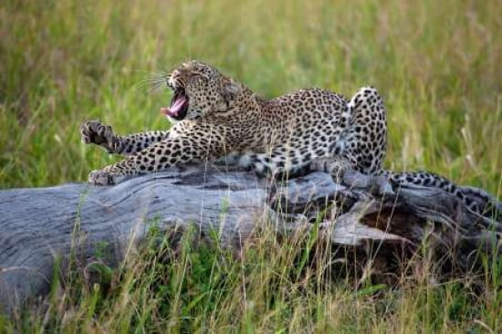 Big Cat Canvas Art - Alessandro Catta (12 x 18)