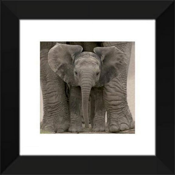 Big Ears (Baby Elephant) 20x20 Framed Art Print.