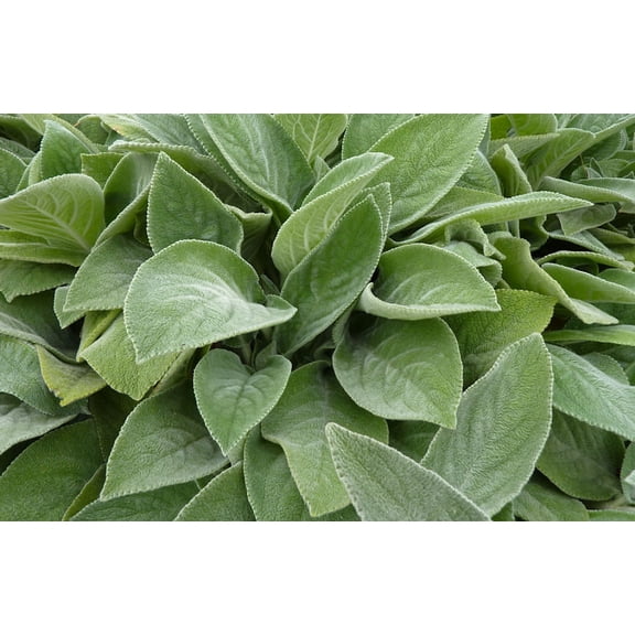 Big Ears Lamb's Ear Perennial - Stachys byzantina - Live Plant - Quart Pot