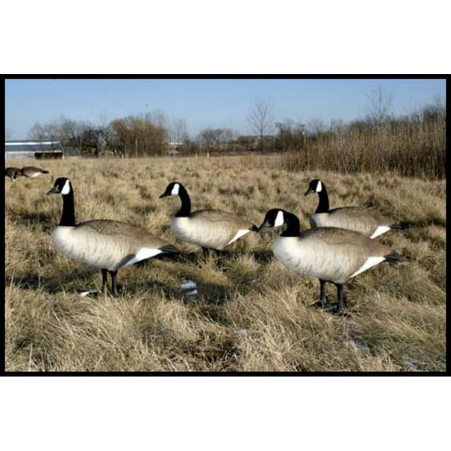 Big Foot BigFoot Canada Goose Decoys, 4Pack