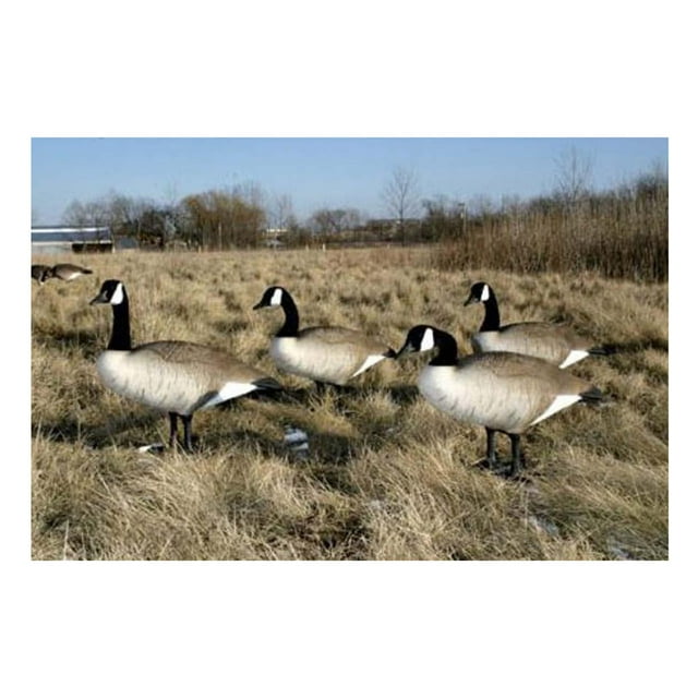 Big Foot Standard Canada Goose Decoys, 4-Pack for Hunting - Walmart.com