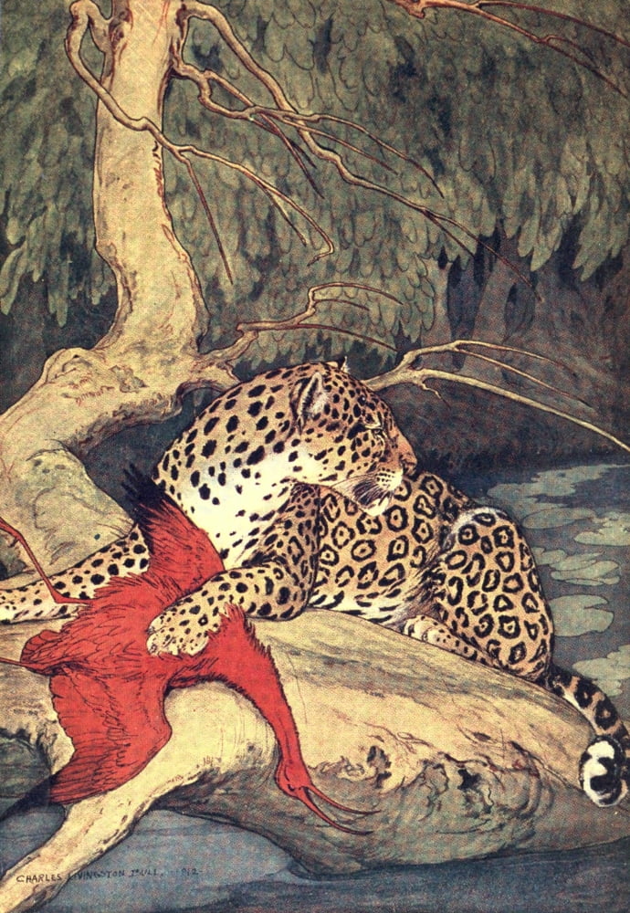 Big Games Fields of America 1914 Leopard Canvas Art - Charles Livingstone Bull (24 x 36)