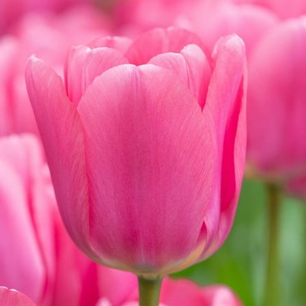 "Big Love" Pink Tulip Bulbs for Planting - Easy to Grow - Made in USA, Ships from Iowa (5 Bulbs)