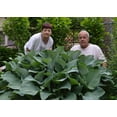 thumbnail image 1 of Big Mama Hosta - Shade Lover - Huge - 2 Gallon Pot, 1 of 1