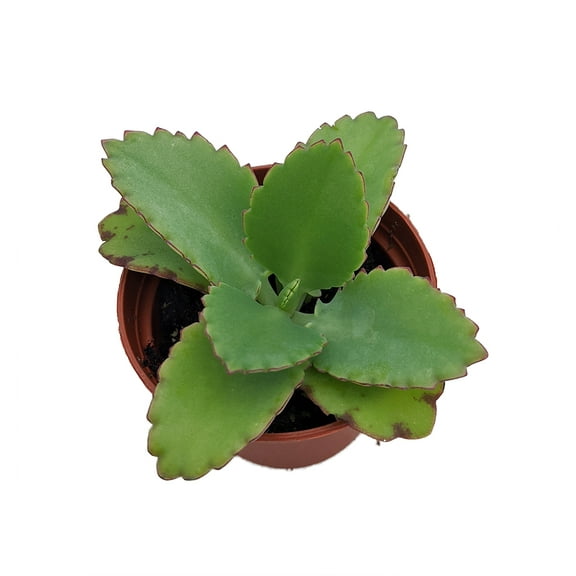 Big Mama Mother-of-Thousands Plant - Kalanchoe - 2.5" Pot