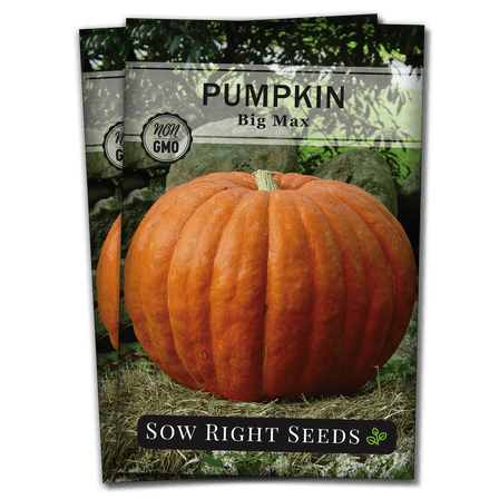 Big Max Pumpkin Seeds - Non GMO Heirloom Varieties for your Home Vegetable Garden - 2 Pack