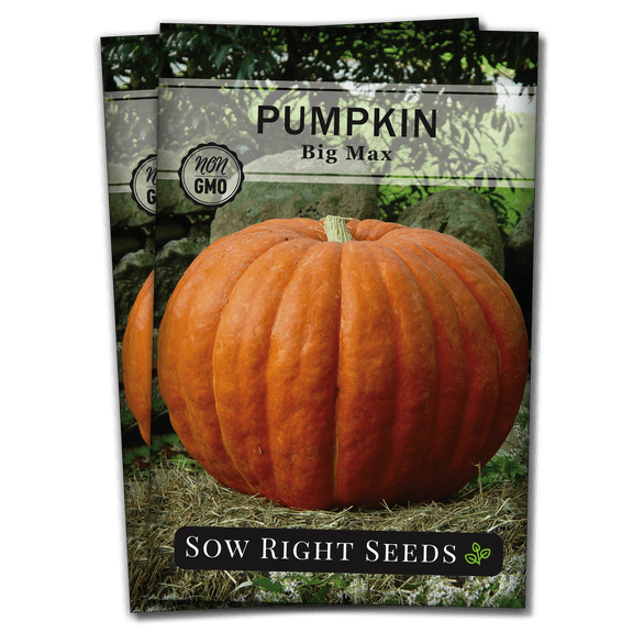Big Max Pumpkin Seeds - Non GMO Heirloom Varieties for your Home Vegetable Garden - 2 Pack