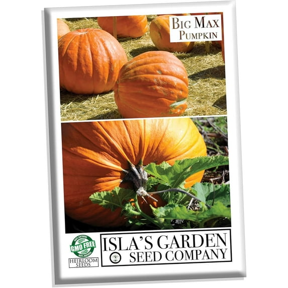 Big Max Pumpkin Seeds for Planting, 10 Heirloom Seeds Per Packet Non GMO Seeds, 90% Germination Rate, Botanical Name Cucurbita pepo, Great Home Garden Gift