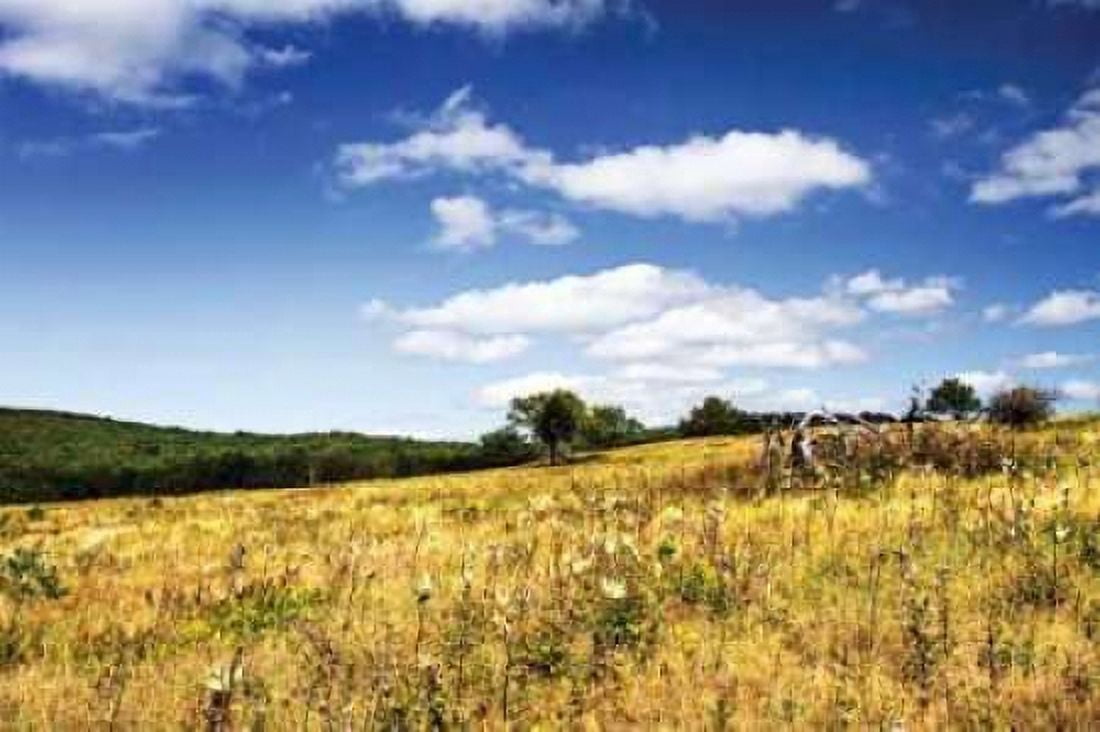 Big Meadow II Canvas Art - Alan Hausenflock (20 x 28)