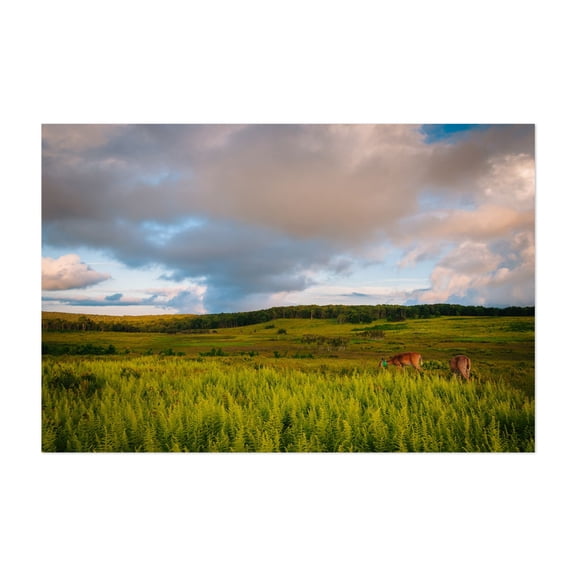 Big Meadows Deer - Virginia Photography Landscape Nature Rural Scenic Pastoral Horse Summer Unframed Wall Art Print 4 x 6 inches