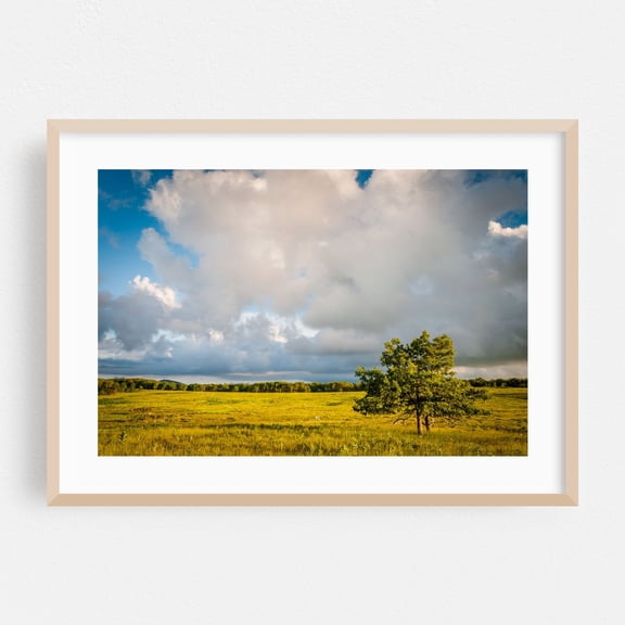 Big Meadows Tree - Virginia Photography Landscape Nature Rural Scenic Summer Oak Framed Wall Art Print 5 x 7 inches
