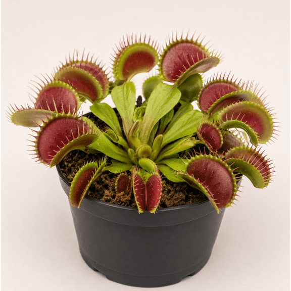 Big Mouth Giant Venus Flytrap Live Plant, Large Carnivorous Plant for Indoor or Outdoor Growing