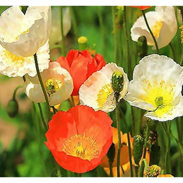 Big Pack (100,000+) Iceland Poppy Seed Papaver nudicaule Flower
