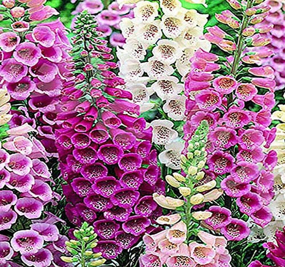 Big Pack (200,000+) STF9 Foxy Excelsior Mix Flower Seeds Purpurea