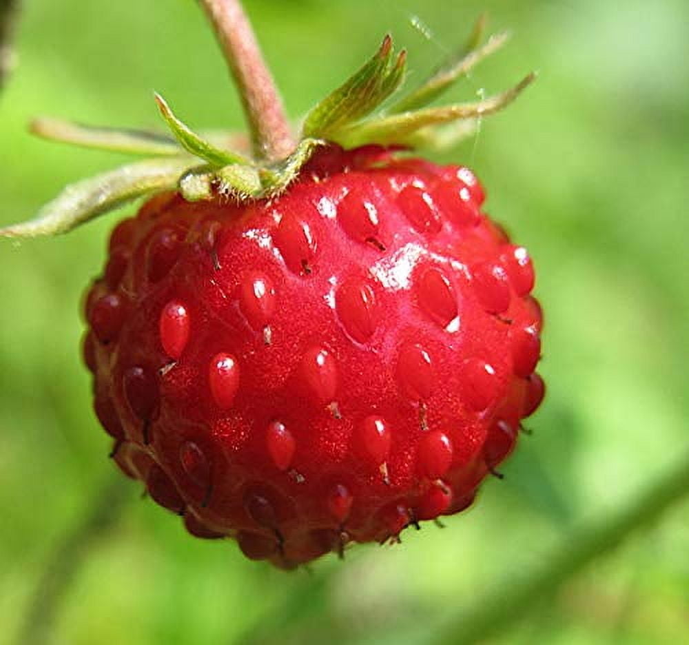 Wild Strawberry Seeds