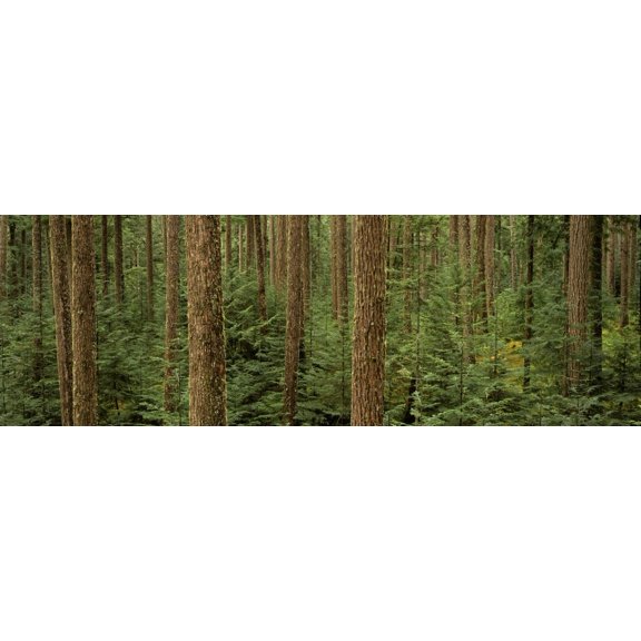 Big Quilcene Valley Olympic National Forest Washington Canvas Art - Ron Watts Design Pics (25 x 8)