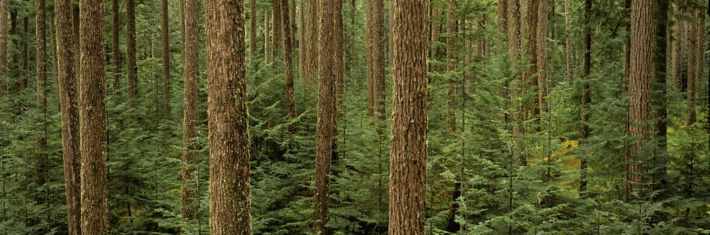Big Quilcene Valley Olympic National Forest Washington Canvas Art - Ron Watts Design Pics (36 x 12)