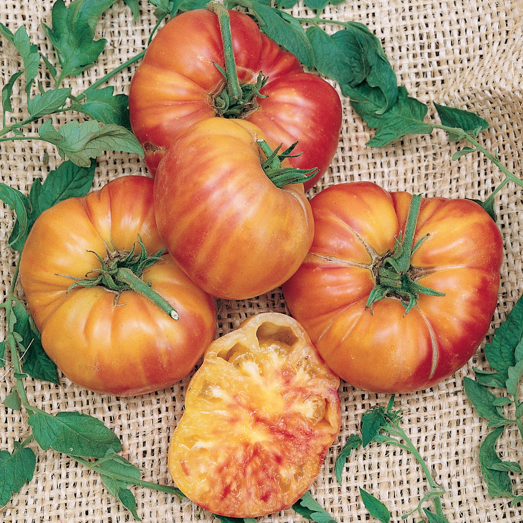 Big Rainbow Tomato Seeds - 1 Lb ~108800 Seeds - Non-GMO, Heirloom - Vegetable Garden - Solanum lycopersicum