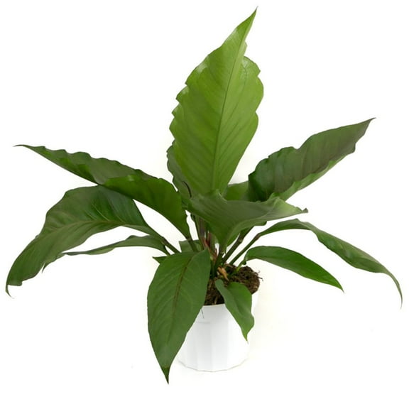 Big Red Bird Anthurium - Live Starter Plant in a 2 Inch Growers Pot - Anthurium - Elegant Low Maintenance Indoor Houseplant